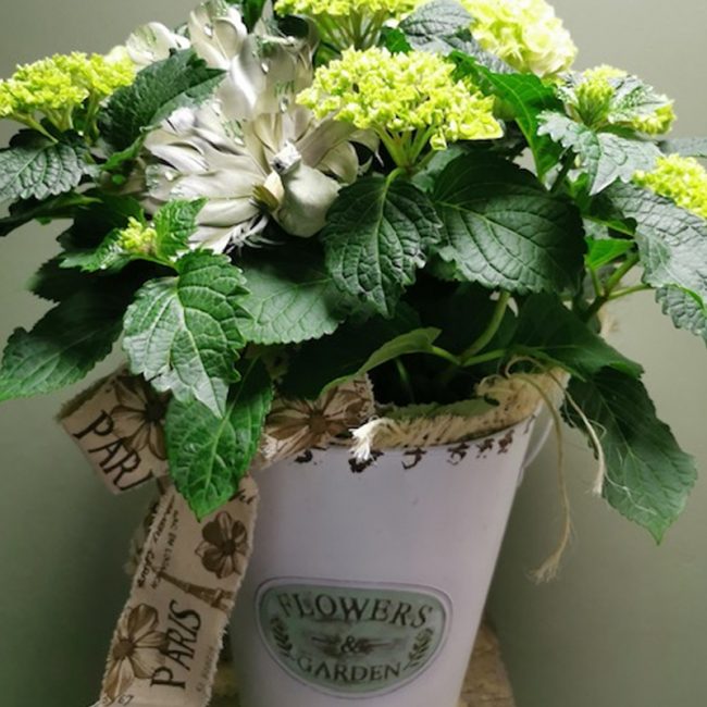 Birthday Me Not Flowers